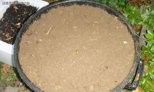 自制肥料臭味怎么去除？有效方法有哪些
