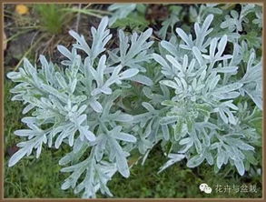 清凉薄荷，夏日消暑良伴