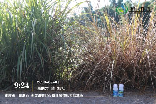 可是啊，这加大剂量，平安不平安呢？