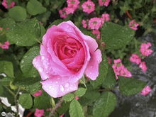 夏季的持续绽放