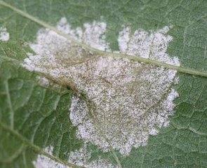 葡萄叶片数量与产量关系