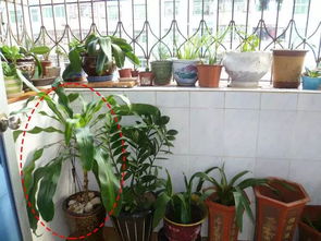 自己动手，给阳台加加创意！