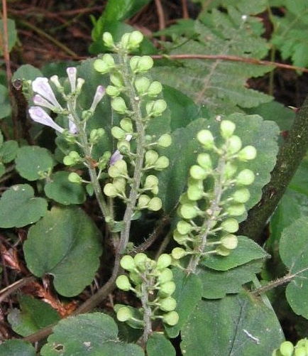 大血藤：花卉界的“药草瑰宝”，养生保健新宠！