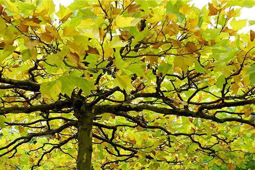 庭院暴晒，植物选择大揭秘！