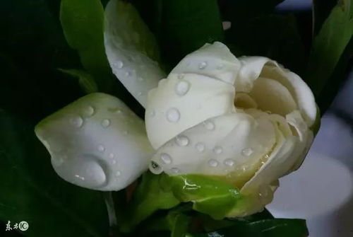 水培栀子花，居家清香小乐园