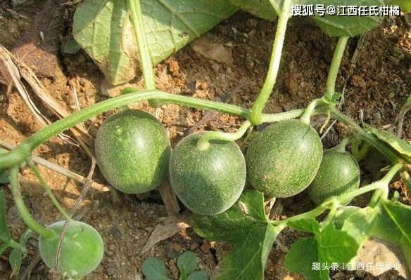 儿菜种植，经济价值高