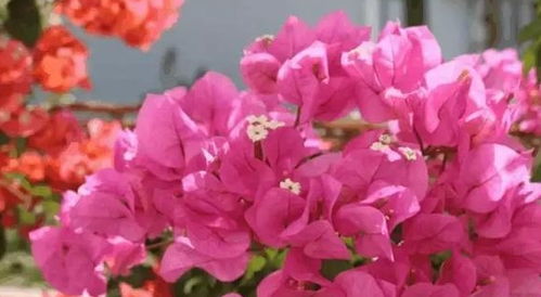 单一花海不可取