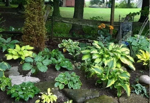 耐阴草种选择攻略：背阴处绿化快速见效指南