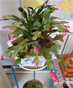蟹爪兰花苞期间需要适量浇水吗？如何保证浇水既能促进花苞生长又不会造成积水