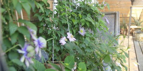 耐寒植物大揭秘：这些植物冬天也不怕冷