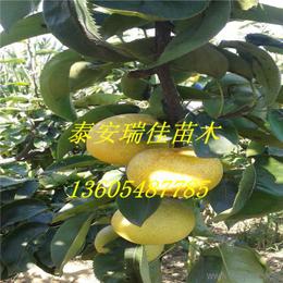 标题党来了：梨树抗旱嫩力强过枇杷树？