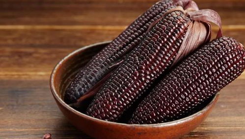 朴树种子：调节人体平衡， 增强免疫力