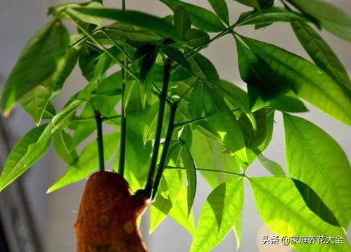 鹅掌柴是发财树吗？新手养花容易搞混的两种绿植