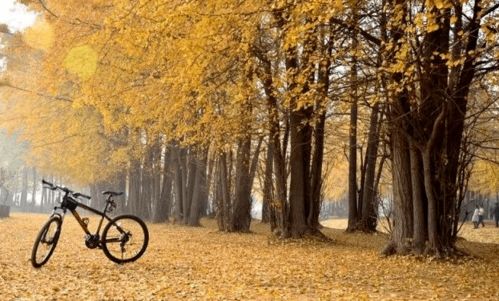 标准丛生苗需求量大， 自然形态Zui受青睐