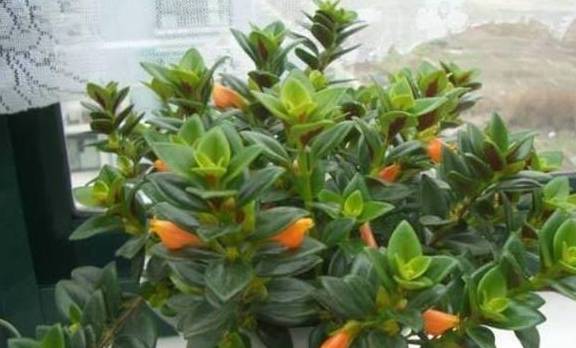 玫瑰吊兰怎么养才能开花？