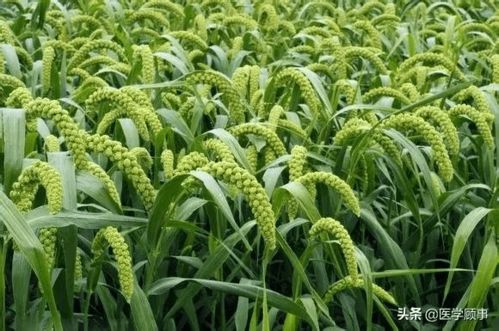 人参烂根难题， 吡唑醚菌酯方案来解