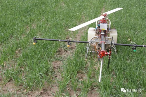 茎杆，那才是根儿呢！