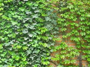 常春藤的象征：不仅仅是绿色的蔓延