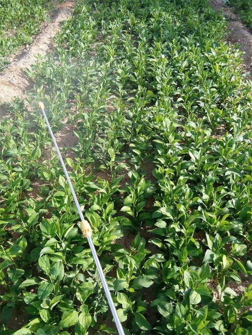 咖啡豆种植需要哪些具体气候和土壤条件