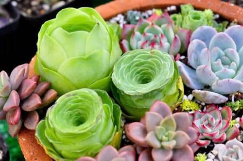 多肉植物使用多菌灵的正确比例和喷洒方法是什么？