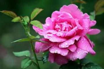 月季的水需求，你了解吗？