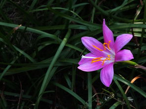 红花葱兰， 多年生植物的秘密