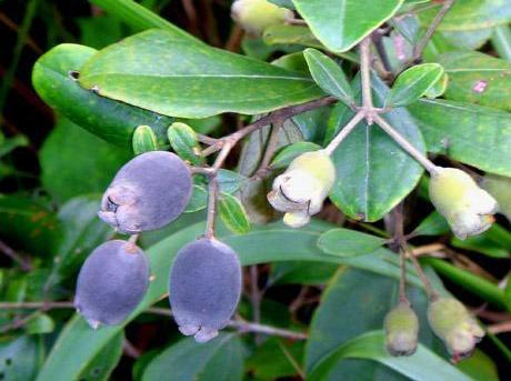 桃金娘种子发芽秘籍， 揭秘种植小森林的秘诀