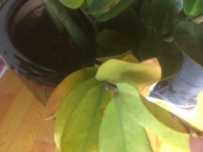 摇钱树掉叶子的种种原因