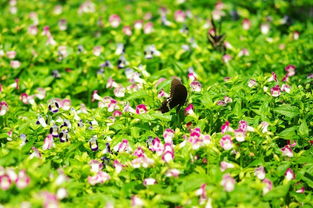 水多闷根（占比45%）