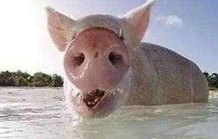 夏季高温影响公猪繁殖性能