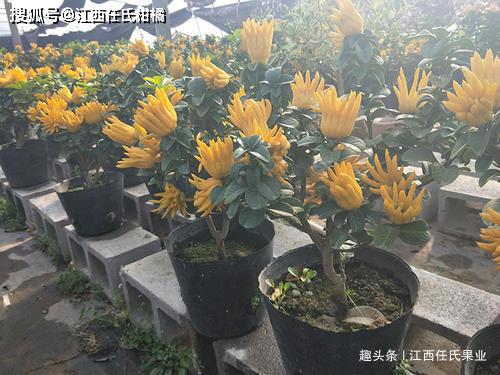 佛手叶子发黄怎么办？揭秘三个生存秘诀！