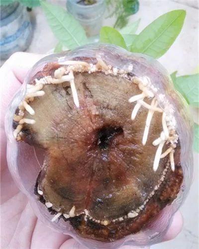 使用生根粉能让树快速生根吗？
