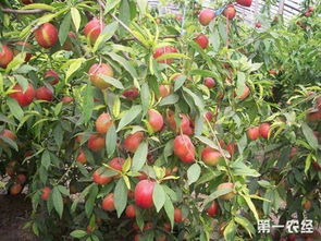 喷施解毒药物：救星还是毒药？