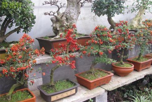 火棘：秋冬挂满小红果， 过年摆客厅喜庆