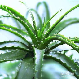 芦荟如何食用才能更好地发挥其营养价值