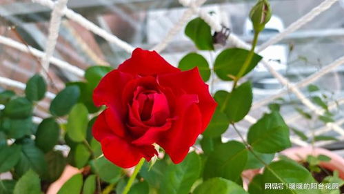 甘肃种植花卉， 你得知道这些