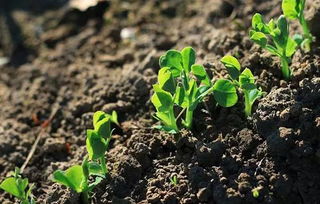 2. 菌肥， 土壤肥力的守护神