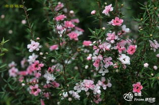 松红梅开花后的肥料施用