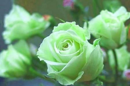 品种选择，怎么搞？