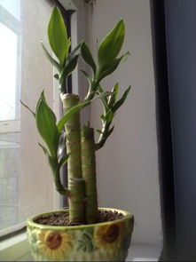 树下适合种什么植物？园艺达人推荐这几个品种