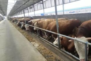 小麦麸和全价饲料哪个更划算？养牛养猪成本更低？新手如何避坑？
