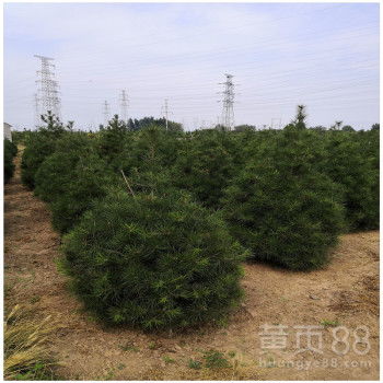 批发价格，kankan这些