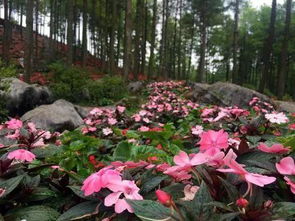 春天 播种希望的季节