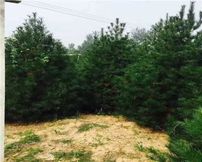 白皮松的培育周期和生长速度