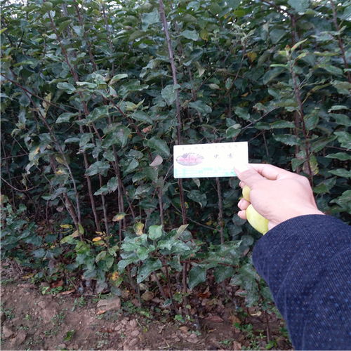 “我国哪些地区适宜种植红肉苹果？”