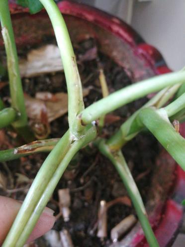 佛肚竹生虫了如何有效除虫