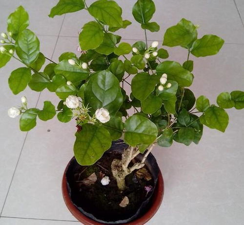 三、 春季养护：换盆换土，撒缓释肥