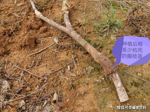 大苗移栽成活率的技术探讨