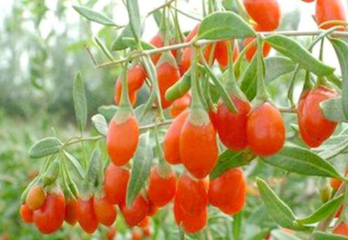 枸杞子泡水Neng浇菜苗吗？