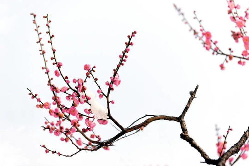 梅花嫁接之谜，为何如此独特